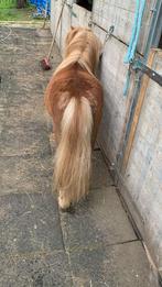 Mooie shetlander, Dieren en Toebehoren, Pony's, Hengst, 11 jaar of ouder, A pony (tot 1.17m)