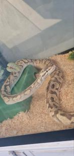 Ballpython, Dieren en Toebehoren