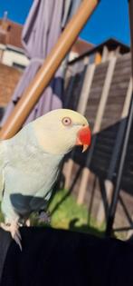 Parkieten, Dieren en Toebehoren