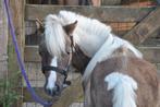 AMHA/NMPRS minipaard merrie en hengstveulen, Dieren en Toebehoren, Pony's, Merrie, Gechipt, Niet van toepassing, 0 tot 2 jaar