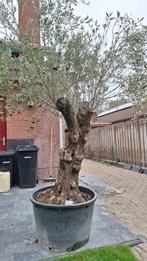 Olijfboom, Tuin en Terras, Planten | Bomen, Ophalen, In pot, Olijfboom, 250 tot 400 cm