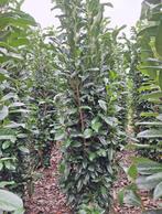 Prunus lauro. Genolia smalgroeiende laurier, Tuin en Terras, Planten | Struiken en Hagen, Ophalen of Verzenden, Laurier
