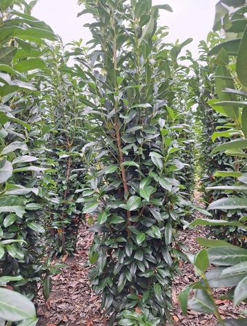 Prunus lauro. Genolia smalgroeiende laurier beschikbaar voor biedingen