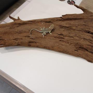 halsbandleguanen 'blazing blue '  beschikbaar voor biedingen