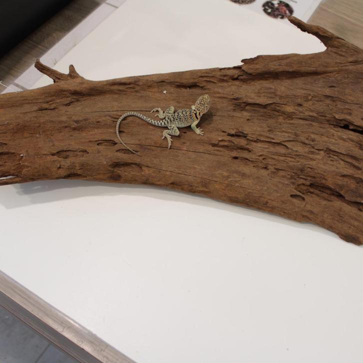 halsbandleguanen 'blazing blue ', Dieren en Toebehoren, Reptielen en Amfibieën, Hagedis, 0 tot 2 jaar