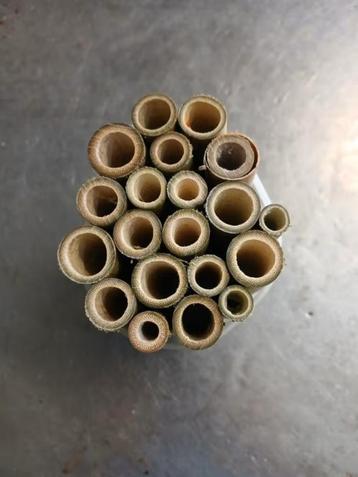 Bamboe voor bijenhotel/ insectenhotel beschikbaar voor biedingen