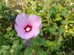 meerstammige hibiscus 1,5 meter hoog, Ophalen of Verzenden, Vaste plant, Overige soorten