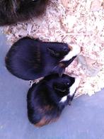 Mannelijke kortharige proefkonijnen, Dieren en Toebehoren, Knaagdieren, Cavia, Mannelijk, Tam, September