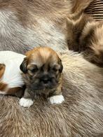 Lhasa apso pups, Dieren en Toebehoren, Honden | Chihuahua's en Gezelschapshonden, België, Overige rassen, CDV (hondenziekte), 8 tot 15 weken