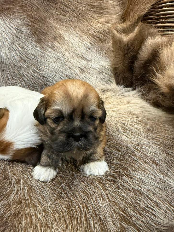 Lhasa apso pups, Dieren en Toebehoren, Honden | Chihuahua's en Gezelschapshonden, Meerdere dieren, Overige rassen, Fokker | Professioneel