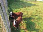Zwartbles bok lammers te koop, Mannelijk, Schaap, 0 tot 2 jaar