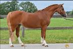 B pony, Dieren en Toebehoren, Paarden, Springpaard, Minder dan 160 cm, B, Ruin