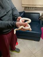 Korenslang vrouwelijk, Serpent, 3 à 6 ans