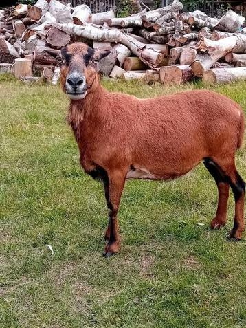 Mooie , drachtig kameroen schaap  beschikbaar voor biedingen
