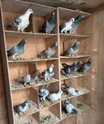 5 jonge postduiven te koop, Dieren en Toebehoren