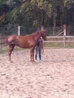 2,5 jarige merrie rechtstreeks vd fokker, Dieren en Toebehoren, Merrie, Dressuurpaard, 0 tot 2 jaar, 160 tot 165 cm