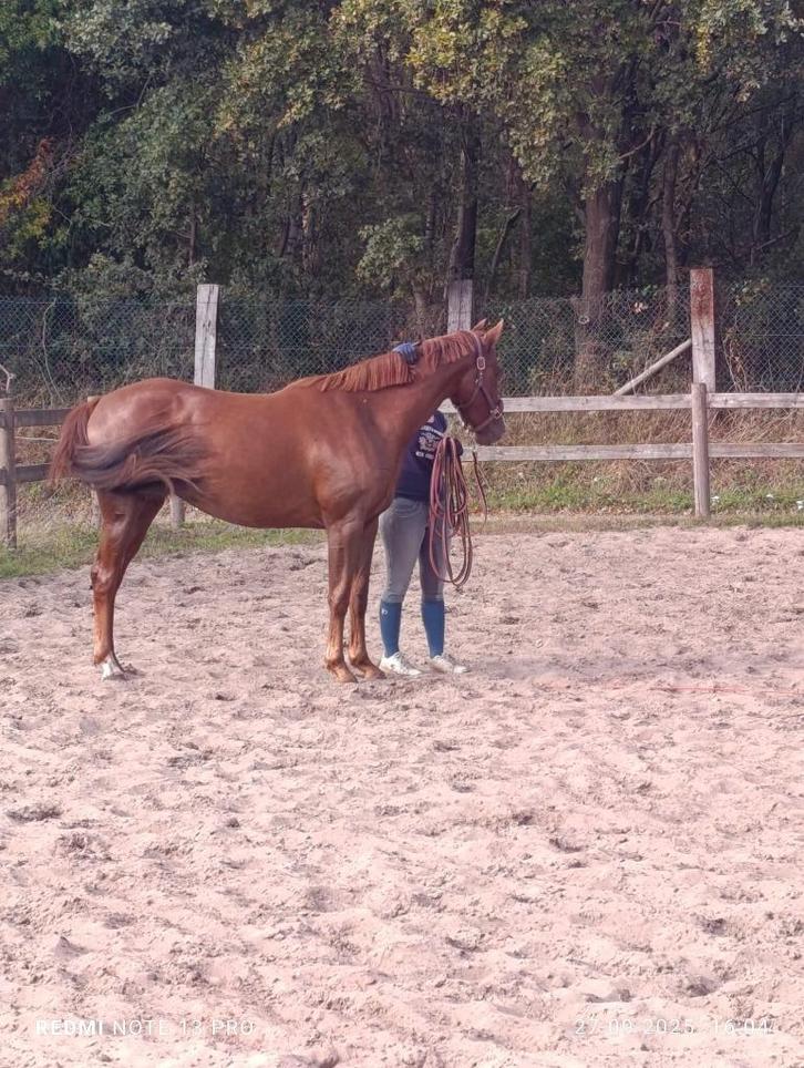 2,5 jarige merrie rechtstreeks vd fokker, Dieren en Toebehoren, Paarden, Merrie, Onbeleerd, 160 tot 165 cm, 0 tot 2 jaar, Dressuurpaard