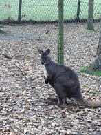 wallaroe kangoeroe, Mâle