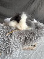 Konijn, Dieren en Toebehoren, Juni, Mannelijk, Overige typen, Tam