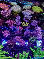 Koralen acropora, Dieren en Toebehoren, Zoutwatervis