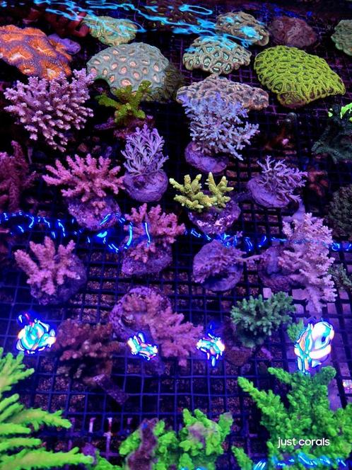 Koralen acropora, Dieren en Toebehoren, Vissen | Aquariumvissen, Zoutwatervis