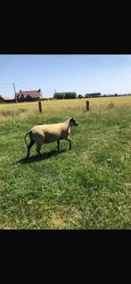 Schapenbok 1 jaar
