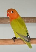 Groen Dilute/Opaline/Blauw Fischeri Man 2025 met dna, Mâle, Perroquet nain ou Inséparable, Bagué