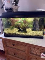 Aquarium, Dieren en Toebehoren, Ophalen, Gebruikt, Gevuld zoetwateraquarium