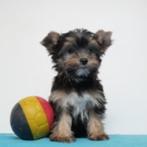 Yorkshire Terriër - Belgische pups te koop, Dieren en Toebehoren, Honden | Jack Russells en Terriërs, CDV (hondenziekte), Meerdere