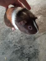 Cavia, Dieren en Toebehoren, Cavia