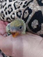 Agapornis handtamme baby, Dieren en Toebehoren