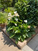 Zantedeschia, witte bloem, Volle zon, Vaste plant, Zomer, Ophalen