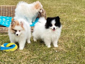 Keeshondjes / duitse spitz / loulou pomerian beschikbaar voor biedingen