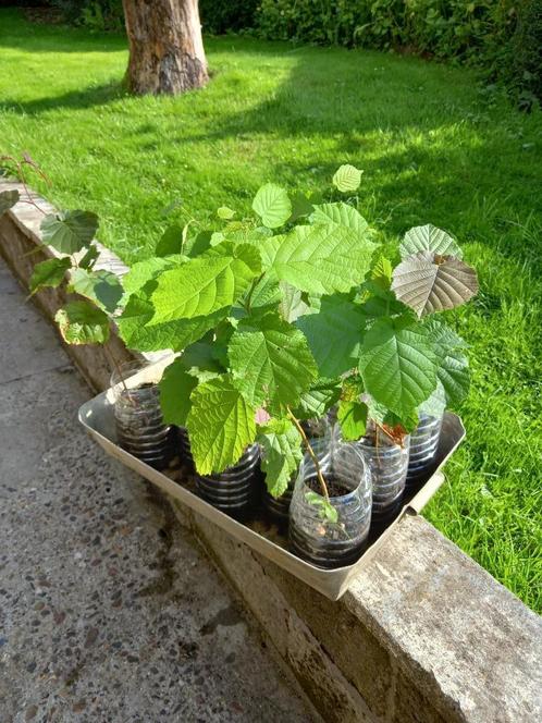 Lot de 10 jeunes noisetiers, Tuin en Terras, Planten | Struiken en Hagen, Haag, Overige soorten, Minder dan 100 cm, Ophalen