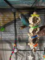 2 lieve vogeltjes zoeken nieuwe huisje grasparkiet