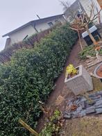 Aanplanting,  tuinprojecten. Tuinonderhoud, Ophalen of Verzenden