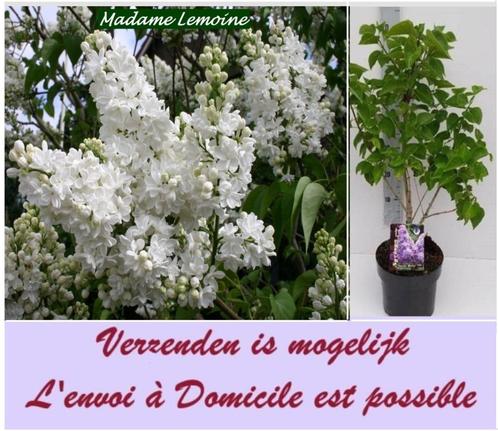 LILAS : DONT « MADAME LEMOINE » +/- 40CM, EN POT, 10€/PIÈCE, Jardin & Terrasse, Plantes | Arbustes & Haies, Arbuste, Arbuste aux papillons