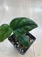 Scindapsus Black Mamba Mutation, Ophalen of Verzenden