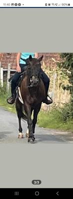 Hongre a vendre. Ruin te koop, Dieren en Toebehoren, Ruin, L