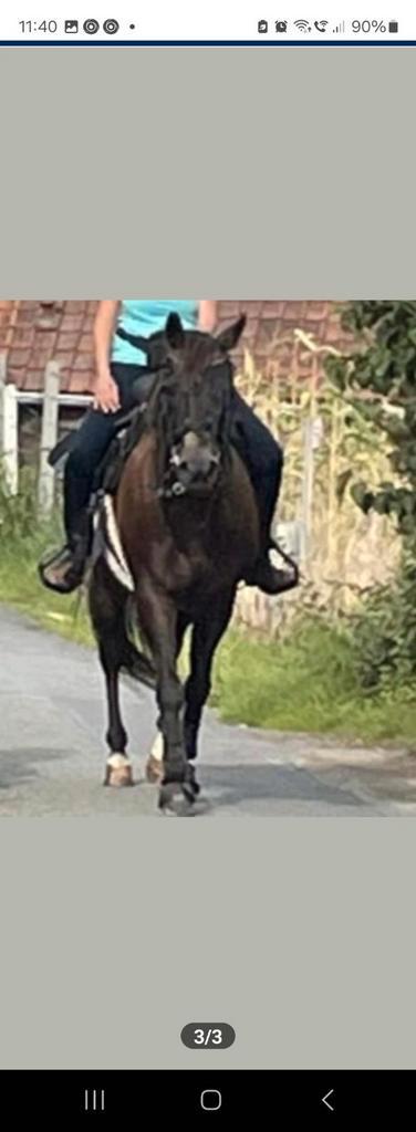 Hongre a vendre. Ruin te koop, Dieren en Toebehoren, Paarden, Ruin, L