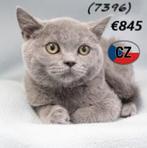Britse korthaar kittens te koop, Meerdere dieren, Gechipt, 0 tot 2 jaar
