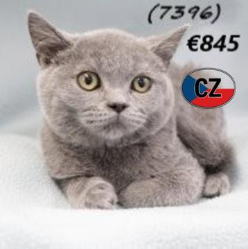 Britse korthaar kittens te koop beschikbaar voor biedingen