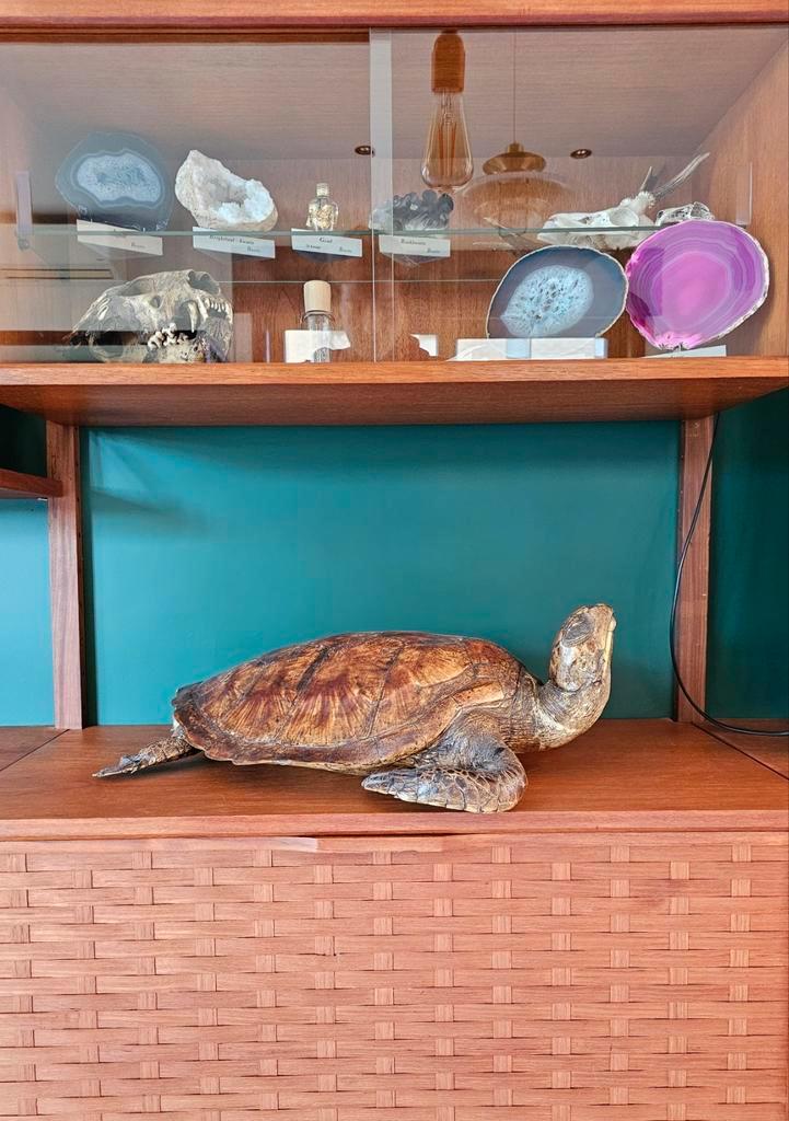 Opgezette schildpad/taxidermie, Antiquités & Art, Curiosités & Brocante, Enlèvement