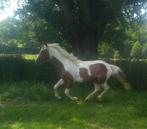 Etalon, Dieren en Toebehoren, Paarden, Minder dan 160 cm, Niet van toepassing, Hengst, 3 tot 6 jaar