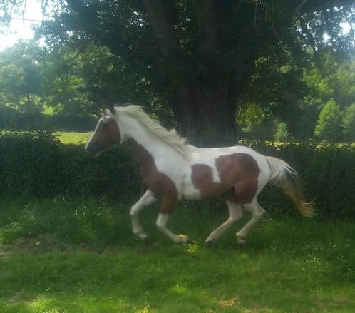 Etalon, Dieren en Toebehoren, Paarden, Hengst, Niet van toepassing, Minder dan 160 cm, 3 tot 6 jaar, Westernpaard, Gechipt, Ontwormd