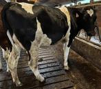 zwart holstein vaars te koop, Dieren en Toebehoren, Vrouwelijk, 0 tot 2 jaar