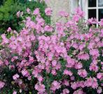 Malva mochata (wit of roos) of Kaasjeskruid, Tuin en Terras, Ophalen, Vaste plant