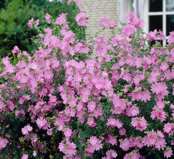 Malva mochata (wit of roos) of Kaasjeskruid, Tuin en Terras, Planten | Tuinplanten, Vaste plant, Ophalen