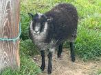 Ouassant schaapje ooi van 6 april 2025, Dieren en Toebehoren, Vrouwelijk, Schaap, 0 tot 2 jaar