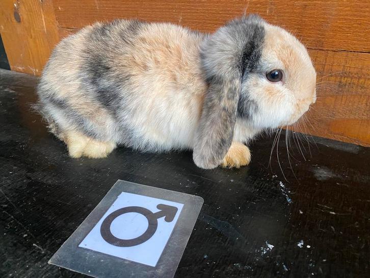 Nederlandse hangoordwerg NHD, Dieren en Toebehoren, Konijnen